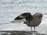 Skua